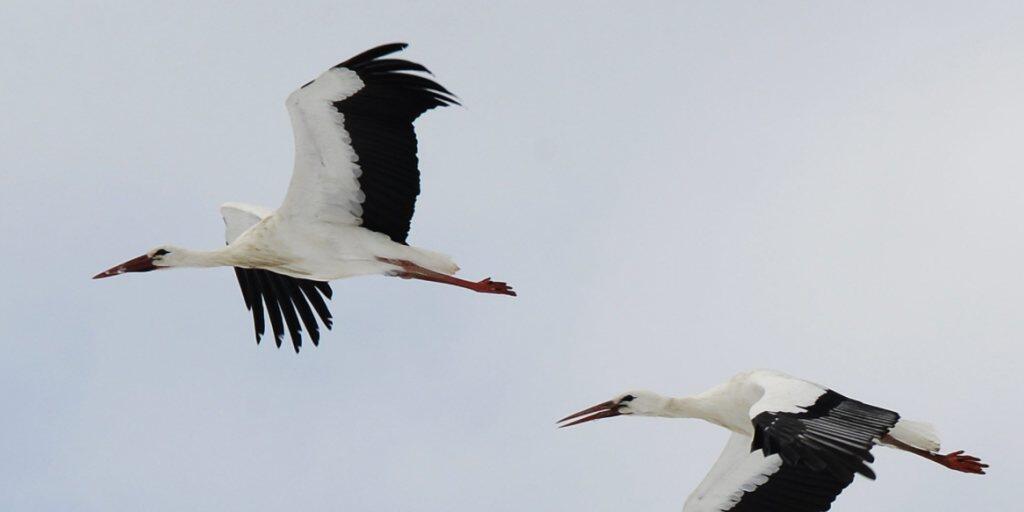 Weissstörche in der Schweiz fliegen im Winter weniger weit in den Süden oder verzichten ganz auf die strapaziöse und gefährliche Reise. Weshalb, ist ein Rätsel für Vogelkundler.