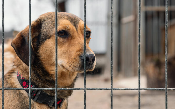 Dog in animal shelter waiting for adoption. Dog  behind the fences. Canine behind bars.