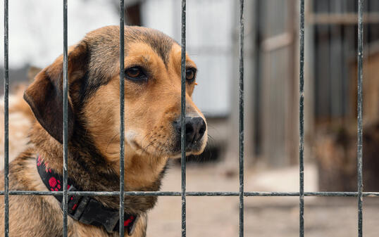 Dog in animal shelter waiting for adoption. Dog  behind the fences. Canine behind bars.