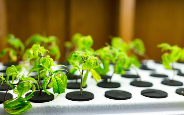 Small marijuana plants
