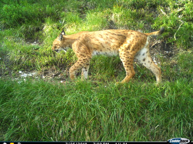 Luchs Luchs