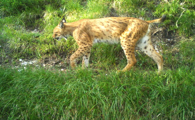 Luchs Luchs