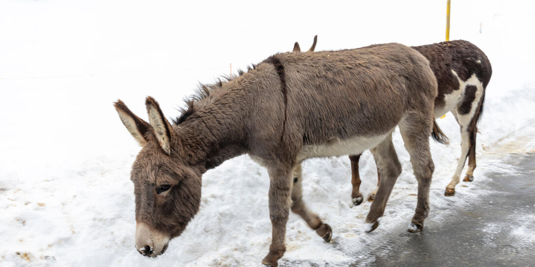 Eselinterview in Triesenberg