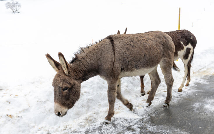 Eselinterview in Triesenberg