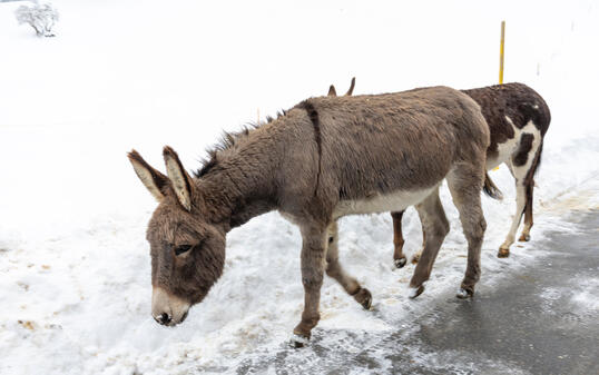 Eselinterview in Triesenberg