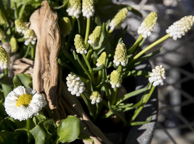 Der Frühling lockt ins Freie. Der Frühling lockt ins Freie.