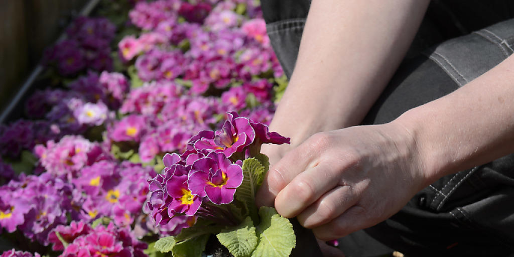 Syngenta Flowers ist im Geschäft mit Setzlingen für Hobbygärtner tätig. (Symbolbild)