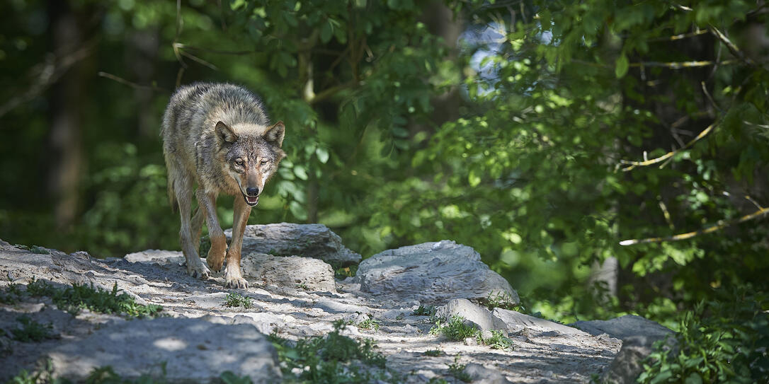 Einsamer Wolf