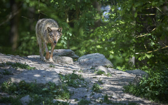 Einsamer Wolf