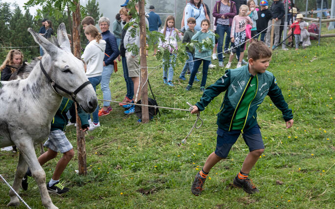 Eselfest in Malbun