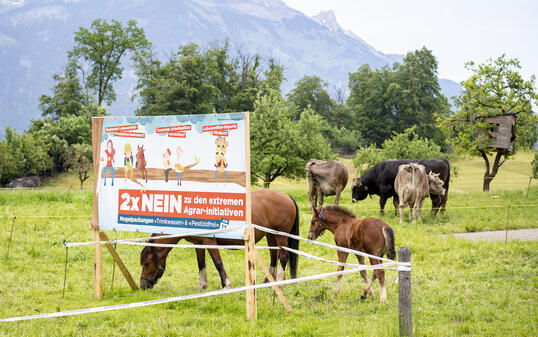 ABSTIMMUNGSPLAKAT, AGRARINITIATIVEN, EIDGENOESSISCHE ABSTIMMUNGEN 13. JUNI 2021, "FUER EINE SCHWEIZ OHNE SYNTHETISCHE PESTIZIDE", "FUER SAUBERES TRINKWASSER UND GESUNDE NAHRUNG - KEINE SUBVENTIONEN FUER DEN PESTIZID- UND DEN PROPHYLAKTISCHEN ANTIBIOTIKA-EI