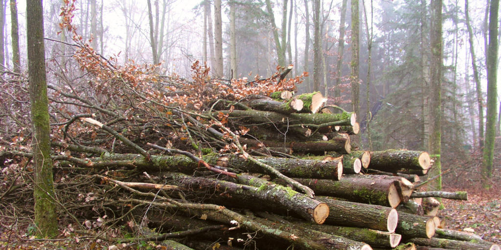 Waldholz macht einen grossen Anteil der Biomasse aus, die sich zur Energiegewinnung nutzen liesse. Allerdings lässt sich nur ein Teil nachhaltig nutzen.