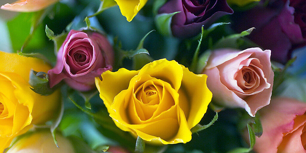 Forscher entschlüsselten das Erbgut einer Rose. Damit erhoffen sie sich Impulse für die Rosenzucht. (Archiv)