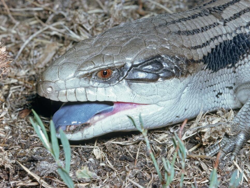 Wenn sie angegriffen werden, blähen sie sich auf, reissen das Maul auf und zeigen die Zunge: Blauzungen Skinke. (Archivbild)