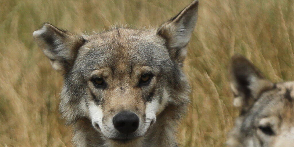 Unerklärliche Unglücksserie: In Graubünden ist schon der dritte Jungwolf bei bei der Alp am Piz Mirutta in den Tod gestürzt. (Symbolbild)