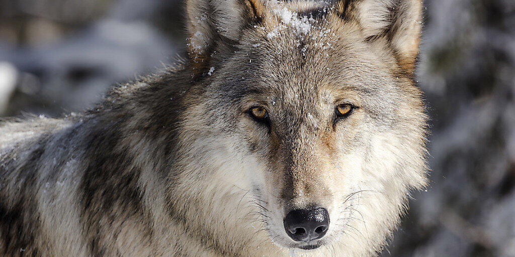 In der Magadinoebene ist am Donnerstagmittag ein Wolf gesichtet worden. (Archivbild)
