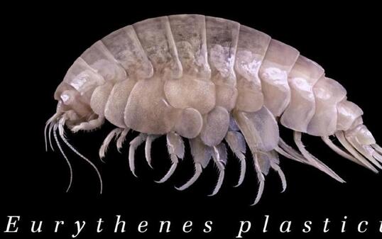 Eurythenes plasticus lebt in einer Tiefe von mehr als 6000 Metern. Trotzdem ist er bereits von der Umweltverschmutzung mit Mikroplastik betroffen.