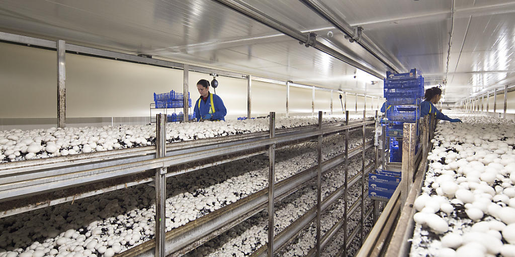 In den Hallen der Wauwiler Champignons AG in Wauwil LU werden Champignons gepflückt. (Archivbild)