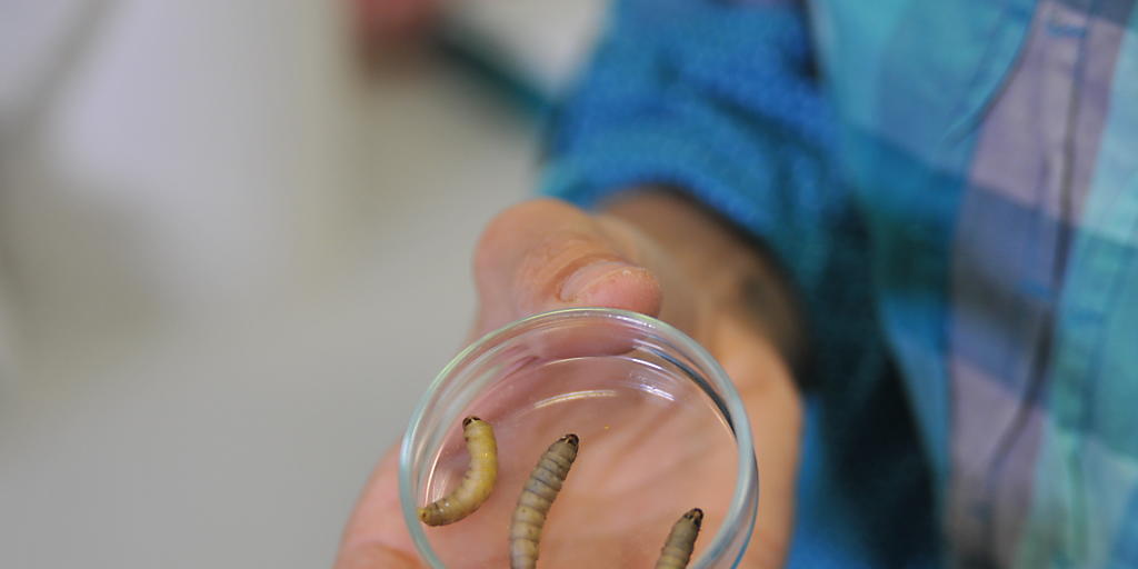 Hoffnungsträger gegen das Umweltproblem Plastik: Die Raupen der Grossen Wachsmotte (Galleria mellonella).
