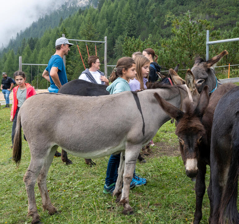 Eselfest in Malbun
