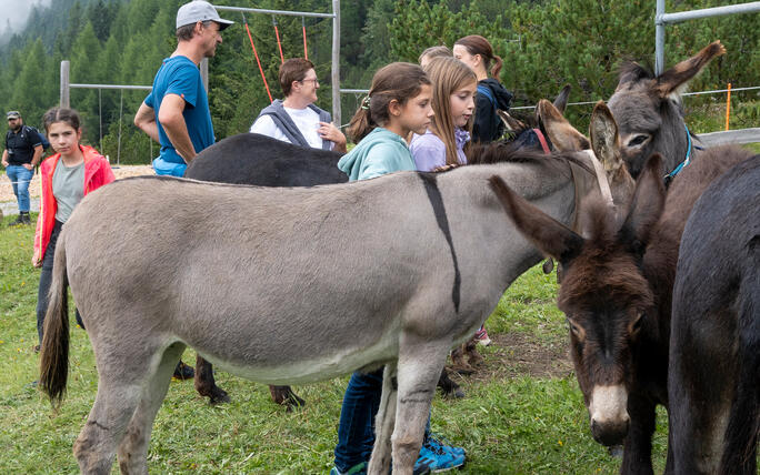 Eselfest in Malbun