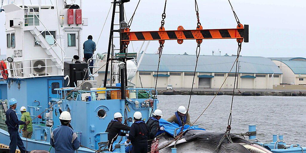 Ein japanisches Fischereiboot. (Archivbild) Ein japanisches Fischereiboot. (Archivbild)