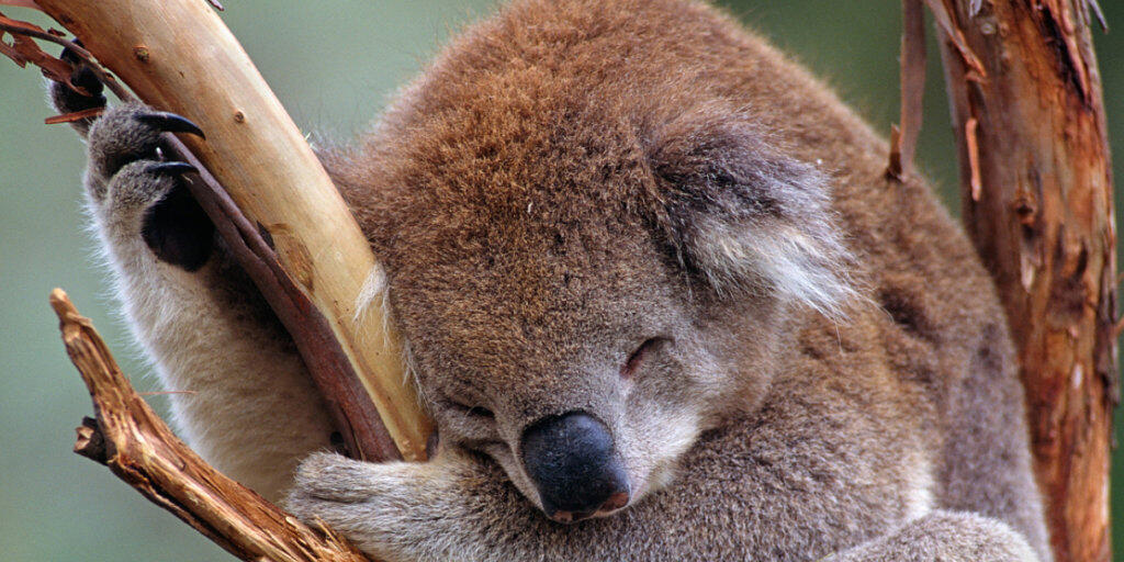 Der WWF warnt vor dem Aussterben der Koalas im australischen Staat New South Wales. (Archiv)