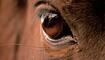Horse's eye