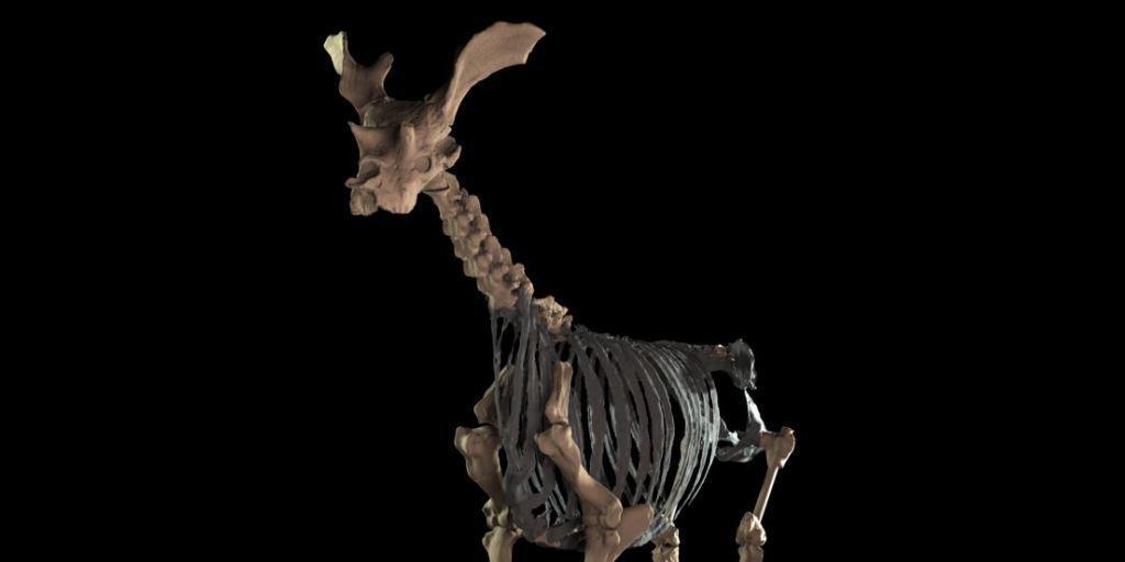 Die 3D-Rekonstruktion des Skeletts von Sivatherium giganteum beruht auf 1000 Fotos von Fossilien.