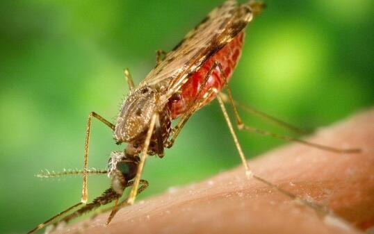 Die Reihenfolge, in der Mücken ein mit Malaria infiziertes Tier stechen, spielt für die Ausbreitung der Krankheit laut einer neuen Studie eine wichtige Rolle.