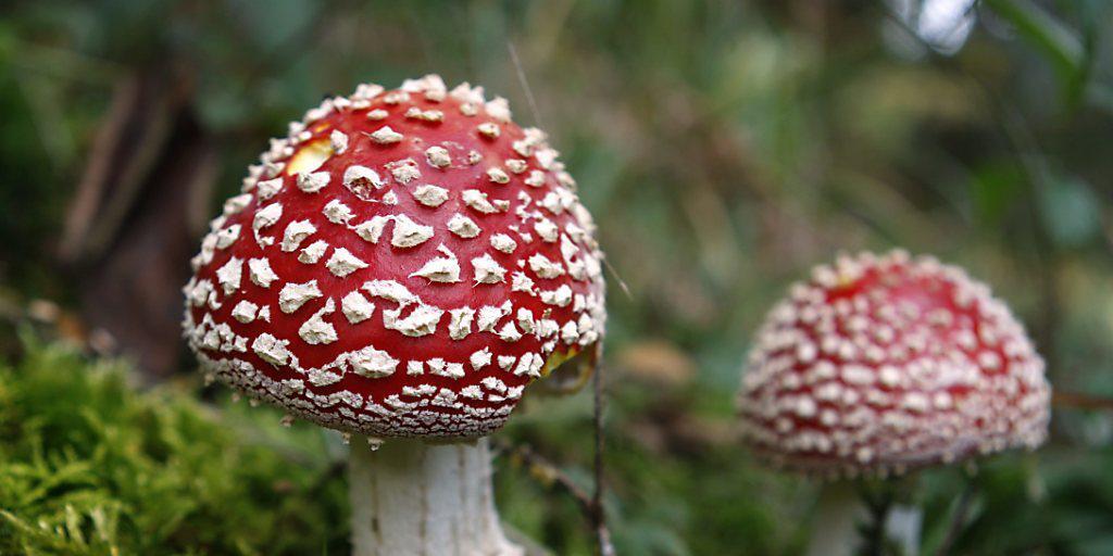 Es gibt noch bis zu 3,8 Millionen Pilz-Arten, die noch nicht beschrieben sind (Archiv)