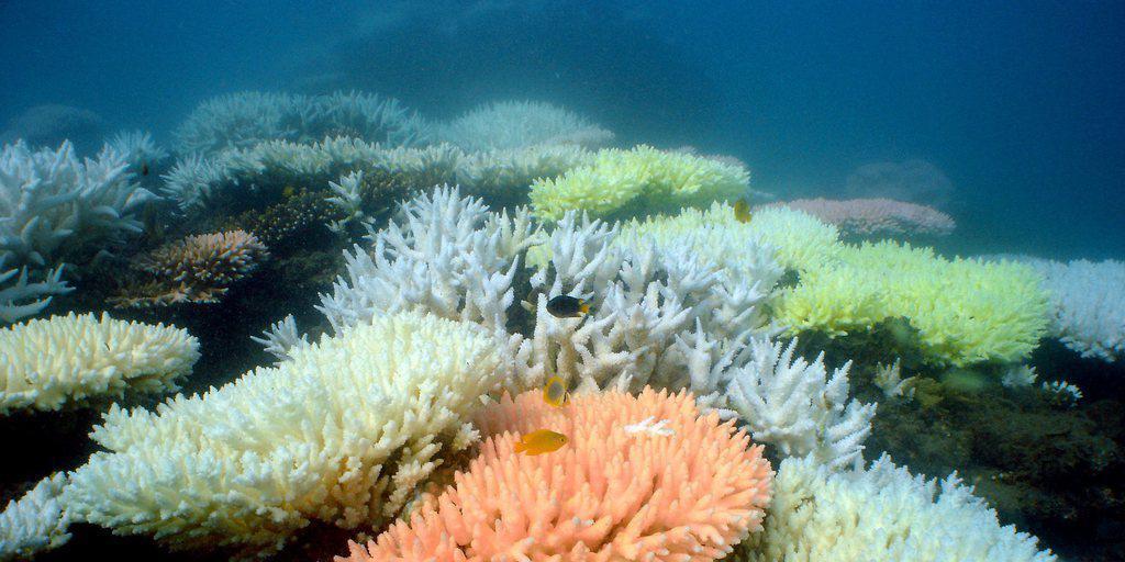 Korallen gibt es in praktisch allen Farben. Einige von ihnen wandeln das schwache blaue Licht in den Tiefen des Meeren in Orange in, damit sie es f&uuml;r die Energiegewinnung nutzen k&ouml;nnen. (Archiv)
