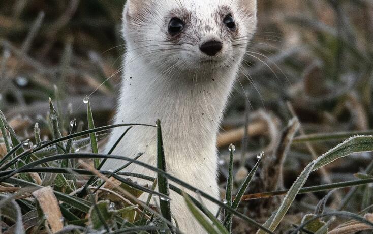 Rang vier: Das Hermelin wechselt im Fr&uuml;hling beginnend am Kopf seine Fellfarbe.