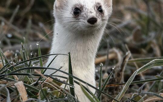 Rang vier: Das Hermelin wechselt im Fr&uuml;hling beginnend am Kopf seine Fellfarbe.