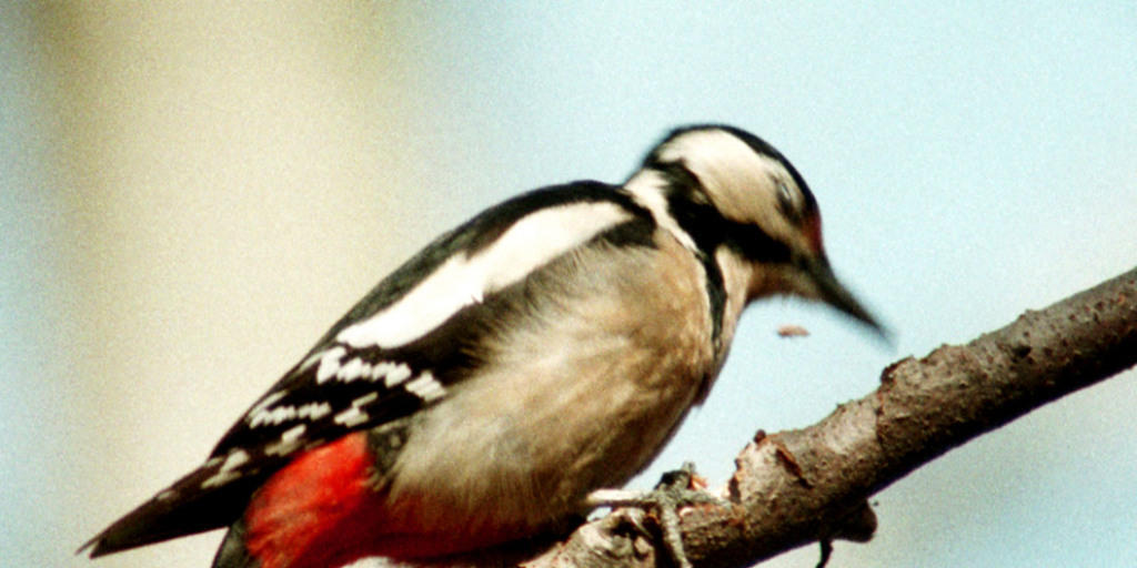 Der Buntspecht - Vogel des Jahres 2016 - ist auf grosse, alte Bäume angewiesen. (Archiv)