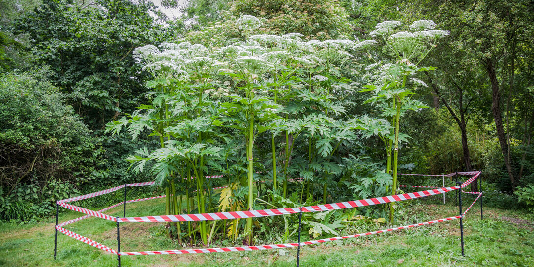 giant hogweed dangerous plant England summer