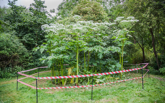 giant hogweed dangerous plant England summer