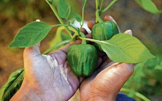 Cropped shot of an unrecognizable man holding a ripe bell pepper from his garden in his hands during the day