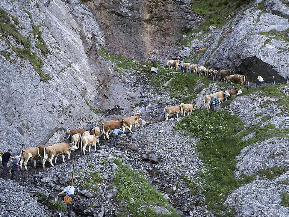Die Landwirtschaft und ihre Anliegen finden bei der Abstimmung über die beiden Agrarinitiativen Zuspruch: Alpaufzug von Adelboden auf die Engstligenalp am 23. Juni.