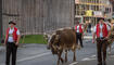 Auffuhr der Tiere für die Viehschau Grabs