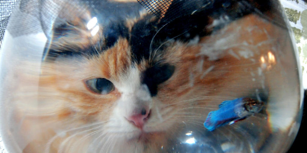 Katzen auf der Lauer sorgen auf Social Media und zwischen Nachbarn für Gesprächsstoff.