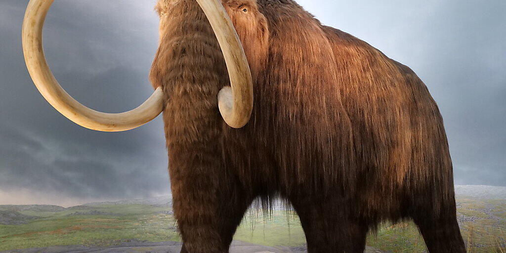Das Wollhaarmammut ist laut einer neuen Studie wohl nicht wegen wechselnden Klimabedingungen ausgestorben. Das Wollhaarmammut ist laut einer neuen Studie wohl nicht wegen wechselnden Klimabedingungen ausgestorben.
