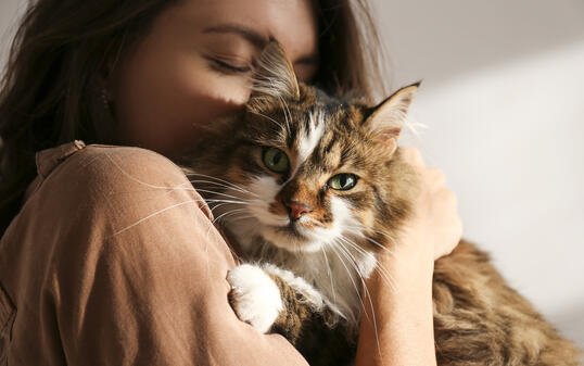 Portrait of beautiful and fluffy tri colored tabby cat at home, natural light.