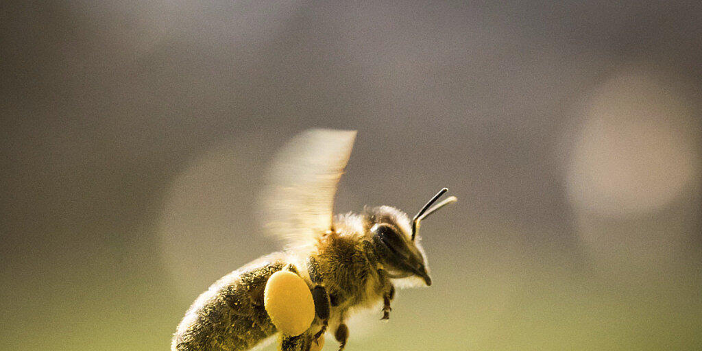 Selbst im Bio-Acker ist die Biene vor den als Bienengift kritisierten Neonicotinoiden nicht sicher. (Themenbild)