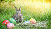 Easter bunny hunt easter egg on green grass nature background