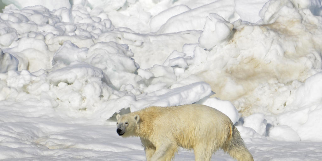 Ein Eisbär in Alaska trocknet in der Sonne nach einem Bad. Die Tiere sind wegen der Klimaerwärmung vom Aussterben bedroht. (Archiv) Ein Eisbär in Alaska trocknet in der Sonne nach einem Bad. Die Tiere sind wegen der Klimaerwärmung vom Aussterben bedroht. (Archiv)