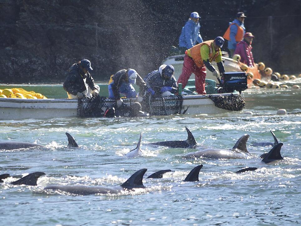 Die Tierschutzorganisation Sea Shepherd dokumentiert immer wieder die Jadgd auf Delfine oder Wale in Wort und Bild. Laut einem Bericht der Organisationen Animal Welfare Institute, Whale and Dolphin Conservation und Pro Wildlife werden jährlich rund 100'000 Delfine und Kleinwale getötet. (Archivbild)