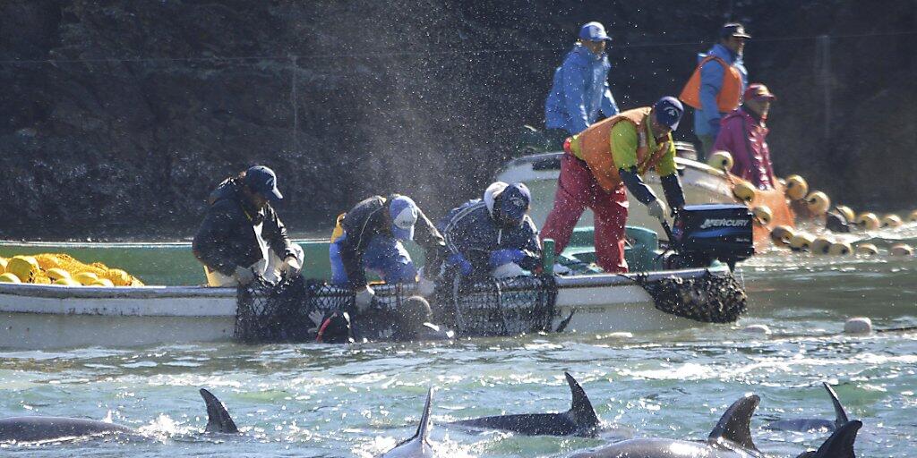 Die Tierschutzorganisation Sea Shepherd dokumentiert immer wieder die Jadgd auf Delfine oder Wale in Wort und Bild. Laut einem Bericht der Organisationen Animal Welfare Institute, Whale and Dolphin Conservation und Pro Wildlife werden jährlich rund 100'000 Delfine und Kleinwale getötet. (Archivbild)