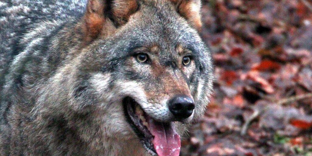 Glarner Wölfe haben bisher lediglich fünf Schafe gerissen. Im Winter dürften Wölfe auch in Dorfnähe aufkreuzen, wenn sie ihrer bevorzugten Beute, den Rothirschen, Rehen und Gämsen, folgen. (Symbolbild)