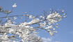 Schnee im Frühling